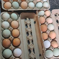 Fresh Organic Eggs