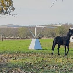 4 Horse Hot Walker
