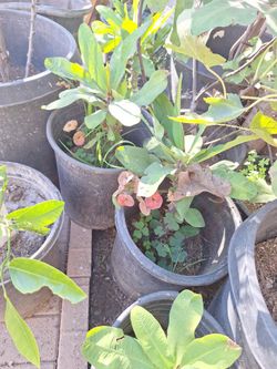 Corona De Cristo  A 10 Cada Una  