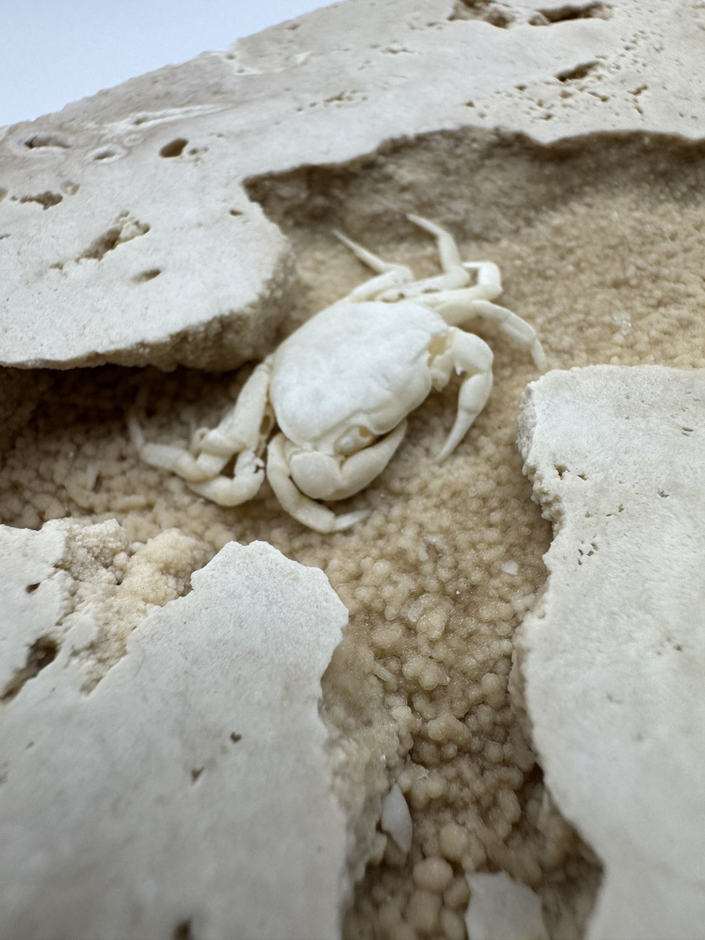 Crab Fossils Stuck in Travertine Rock From Denizli, Turkiye..