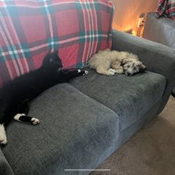 Loveseat With Twin Pull Out Bed