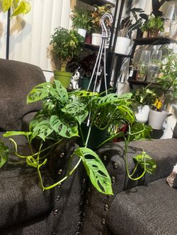 Swiss cheese monstera