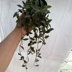 4” hoya Lacunosa