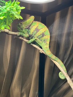 Veiled Chameleon + Cages 1 large and one mid size