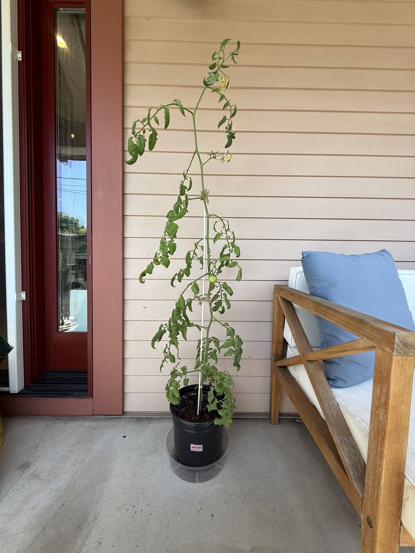 Large Tomato Plant