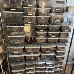 Bioactive Supplies - Isopods