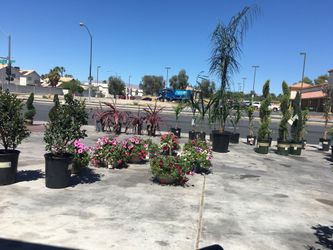 Plant sale