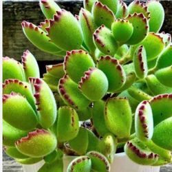 Bears Paw Succulent 🪴🐻
