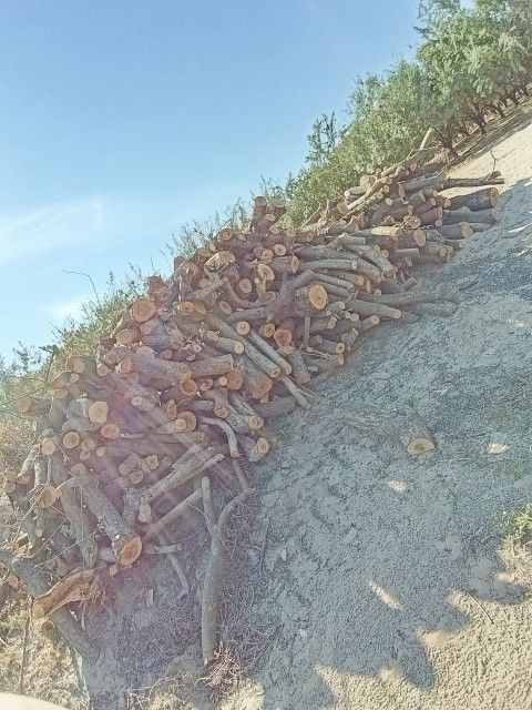 Almond Firewood