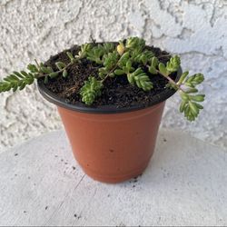 4 Inch Pot Rare Succulent Plant - Sedum Album - Athoum Stonecrop - Rooted & Established - Drought Resistant - 🪴