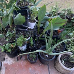 *Part Five* A surprising number of plants available for purchase