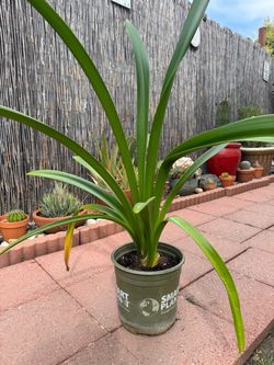 Beautiful red AMARYLLIS, 3 gal pot $16