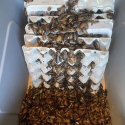Large Medium Small Reptile Food Feed Dubia Roach 