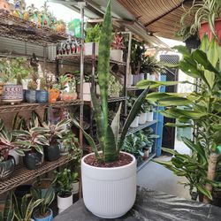 Black Coral Snake Plant 