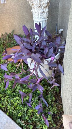 Purple Heart Plants