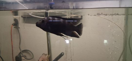 "FISH" tank "FOR SALE " 🐟