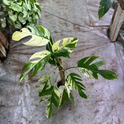 Big Epipremnum Marble