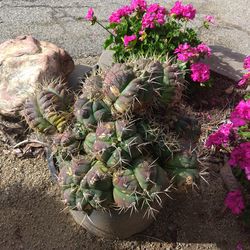 Rare Cactus ( 5 gl)