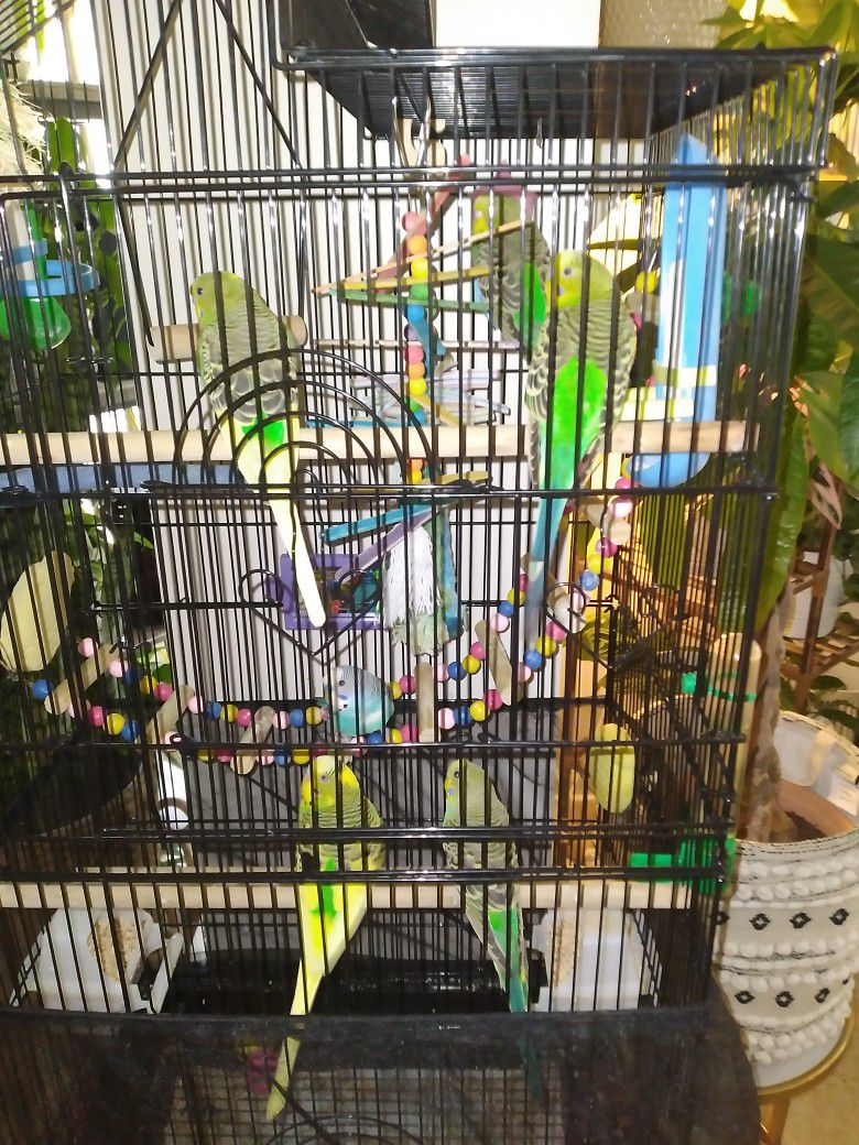Bird Cage 6 Periquete 