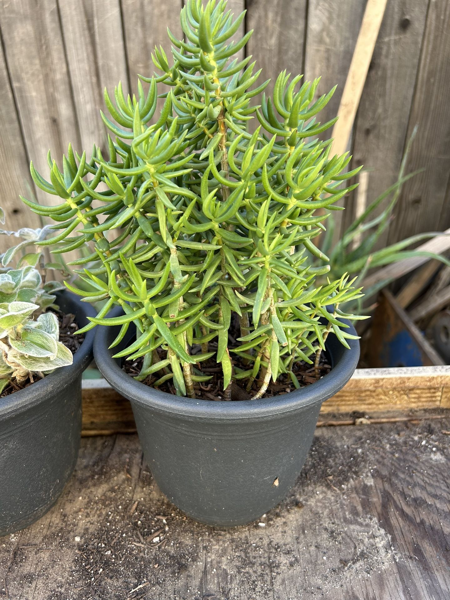 Succulent Plant