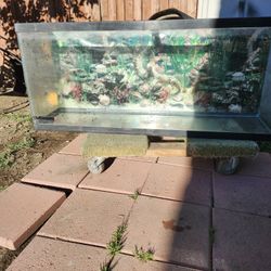 Fish Tank 