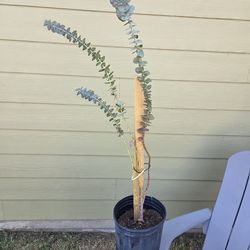 Bluey Cold Hardy Eucalyptus Tree