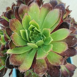Big  Purple aeonium Firecracker  succulent tree  20+ Multiclusters  only 1 hurry 