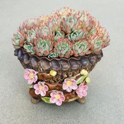Succulents plants （Echeveria 'Nana mini hook'）
