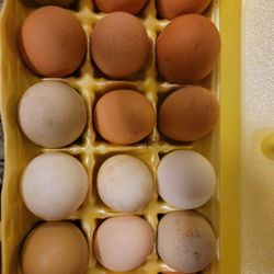 Fresh Eggs