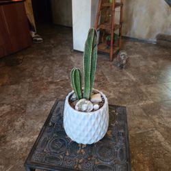 Fencepost Cactus In 5in Ceramic Pot 