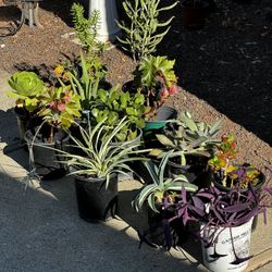 Various Plants In A Gallon Pot