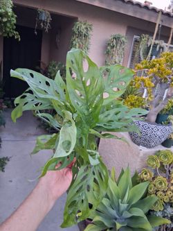 Monstera Swiss Cheese Plant $18