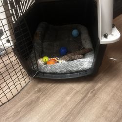 Dog Kennel