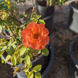 $20 Each Arizonagrown Roses Pickup Or Delivery 