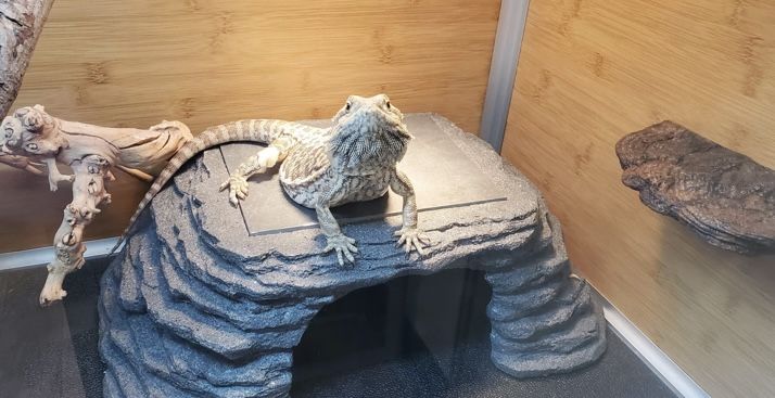Reptile Zen Cave