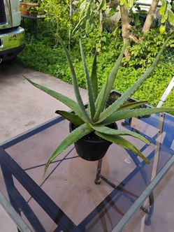 Aloe vera plant