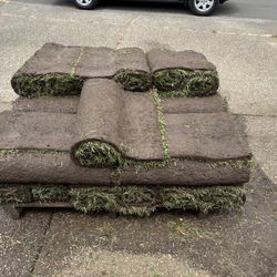 Fescue Sod