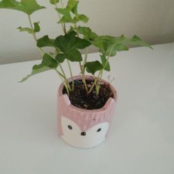 Ivy Plant In Ceramic pot 