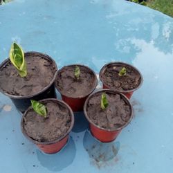 Snake Plants 