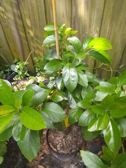Avocado tree