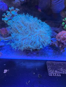 Reef tank decor alveopora