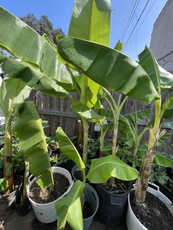 Blue Java Banana Trees 
