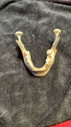 Lower jaw