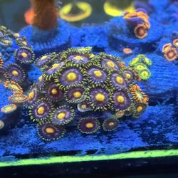 Mystique Zoas