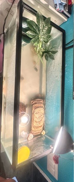 Complete Turtle Tank Setup – Everything Included 🐢