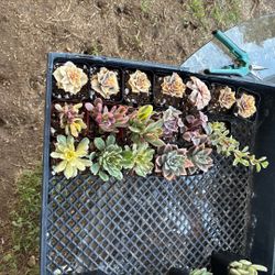 Variegated Succulents 