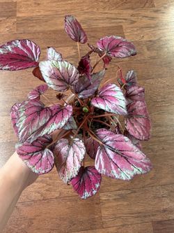 Rex begonia Hugh McLaughlin plant
