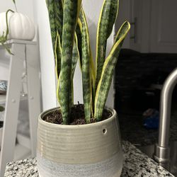 Snake Plant With Ceramic Pot 
