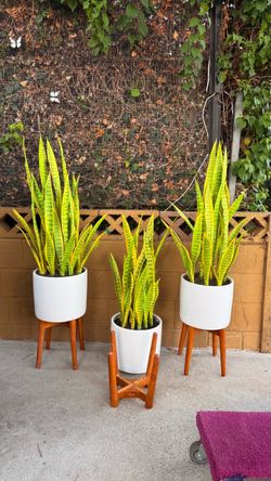 Snake Plants in White Pots with Wood Stands