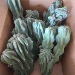 10 Lb Box Peruvian Crested Monstrose Apple Cactus Cuttings Seller Choice
